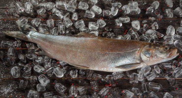 Ryba nelma: podrobný popis